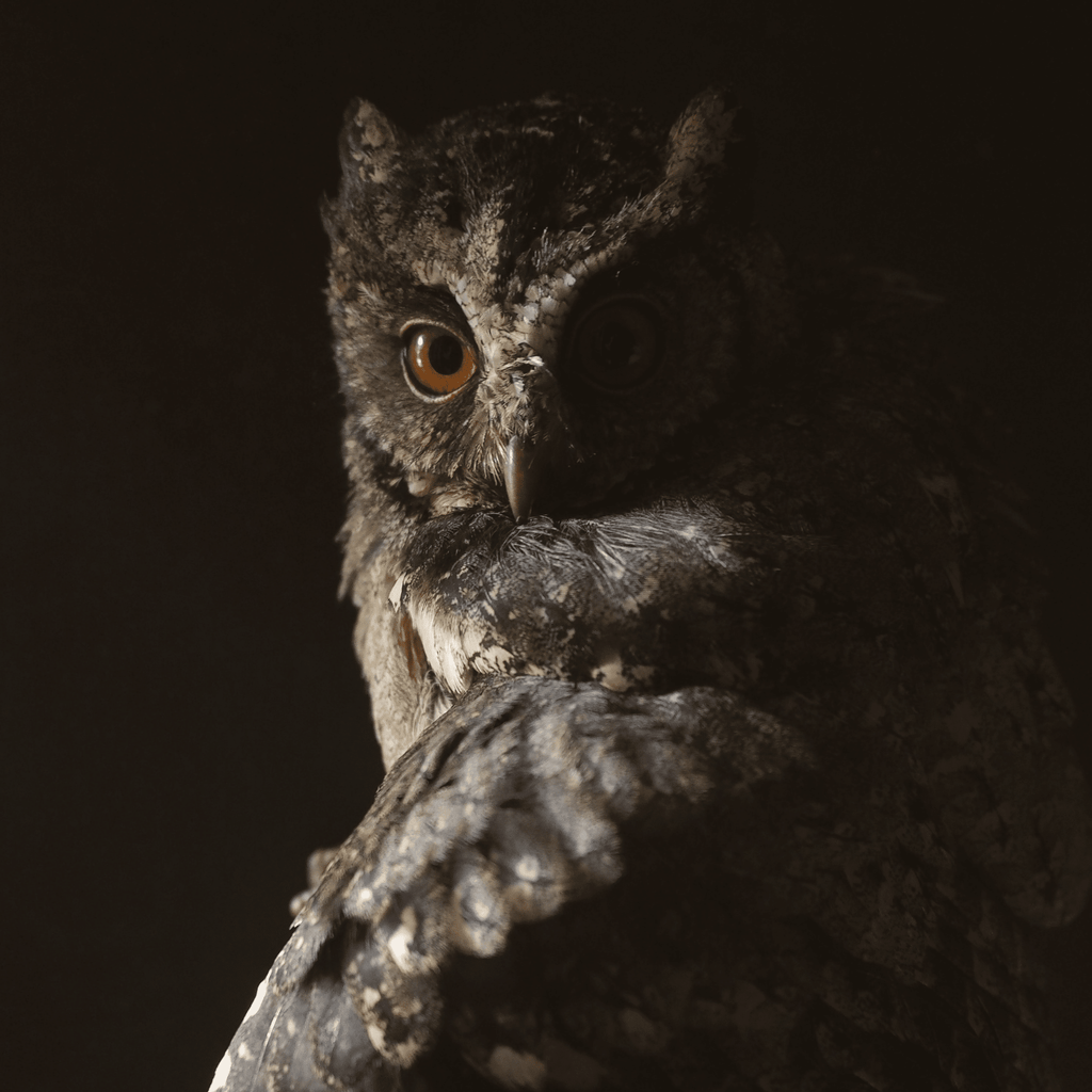 The Wisdom of Owls: How These Mysterious Creatures Can Help You Heal